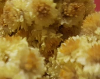 Helichrysum arenarium 50 seeds,dwarf everlast,immortelle,herbal teas plant