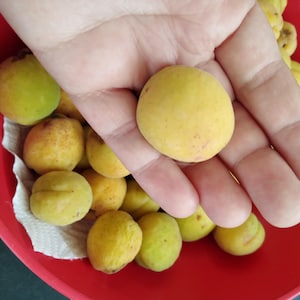 May include: A red bowl filled with yellow apricots. A hand is holding one apricot.