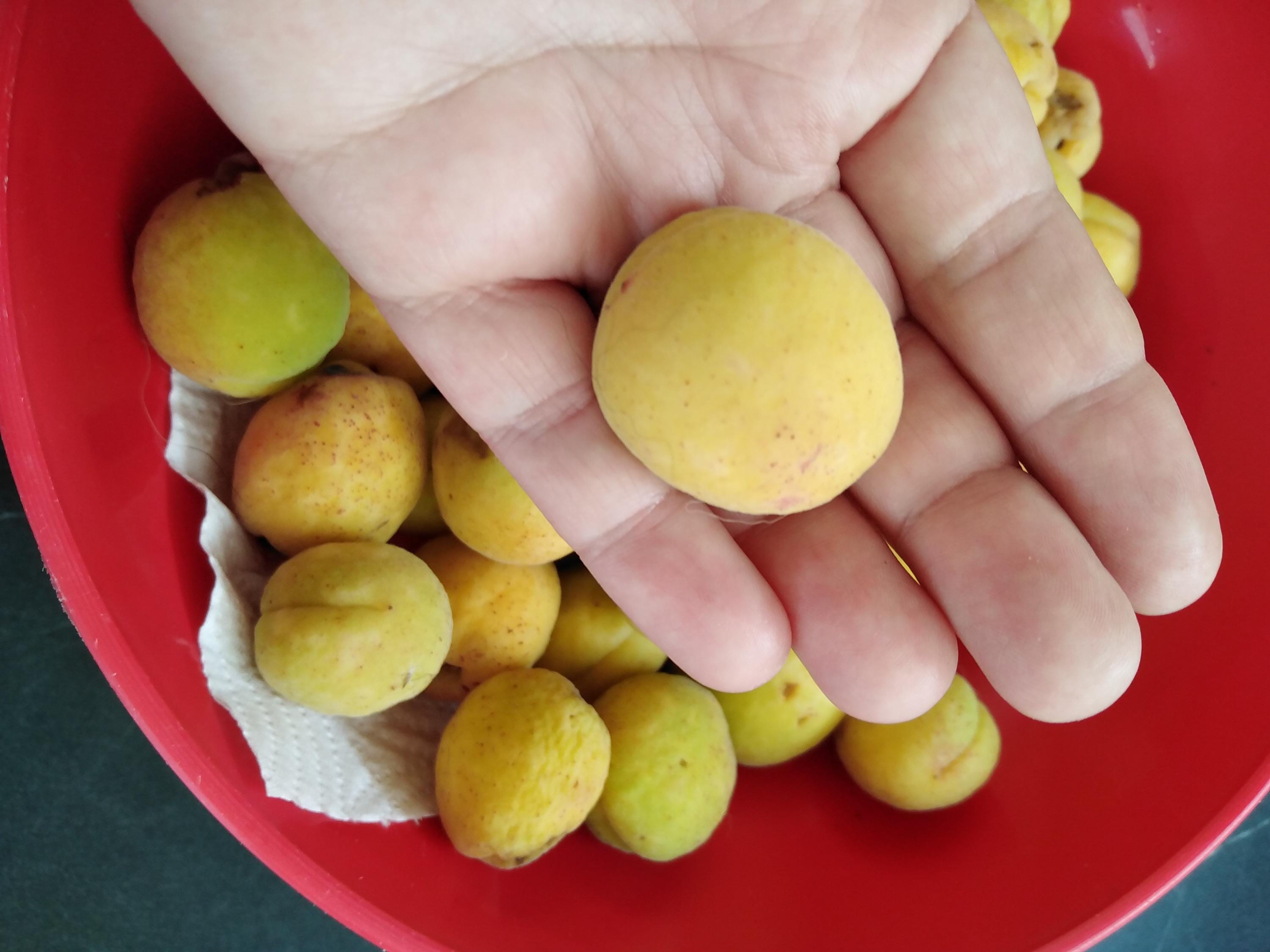 Romanian white apricots hardy zone 4 USDA - Ripening time around July 15 -  Self-Fertile - no grafting need it.