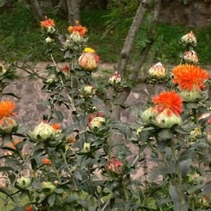 Può includere: Un primo piano di un cespuglio con fiori arancioni e gialli. I fiori sono in diverse fasi di fioritura, alcuni completamente aperti e altri ancora in bocciolo. Il cespuglio è circondato da foglie verdi.