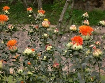 Saffron Carthamus Tinctorius 2 gr of seeds, SAFFLOWER, Orange Thistle, American Saffron.natural dye