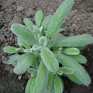 Sideritis scardica,Mursalski chai, 0.04 gr about 25 seeds, caffeine-free tea