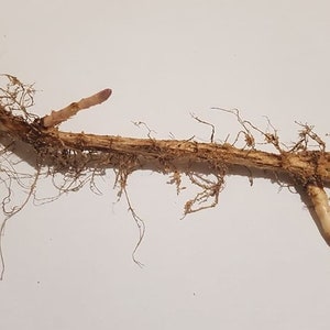 Hops 1 Rhizomes - Cehoslovac Variety - Saaz Yunan - Humulus Lupulus - USDA zones 3 to 8 - Perennial
