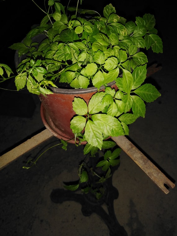 Gynostemma Pentaphyllum - Jiaogulan 15 Seeds - Etsy