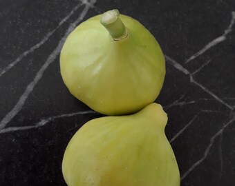 Romanian Fig 2 Cuttings - Hardy Zone 5 Fig - Acclimatized in