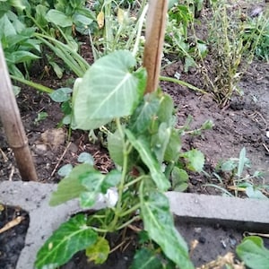 Puede incluir: Una planta verde de hojas que crece en una estaca de madera en un jardín. La planta está rodeada de tierra y otras plantas.