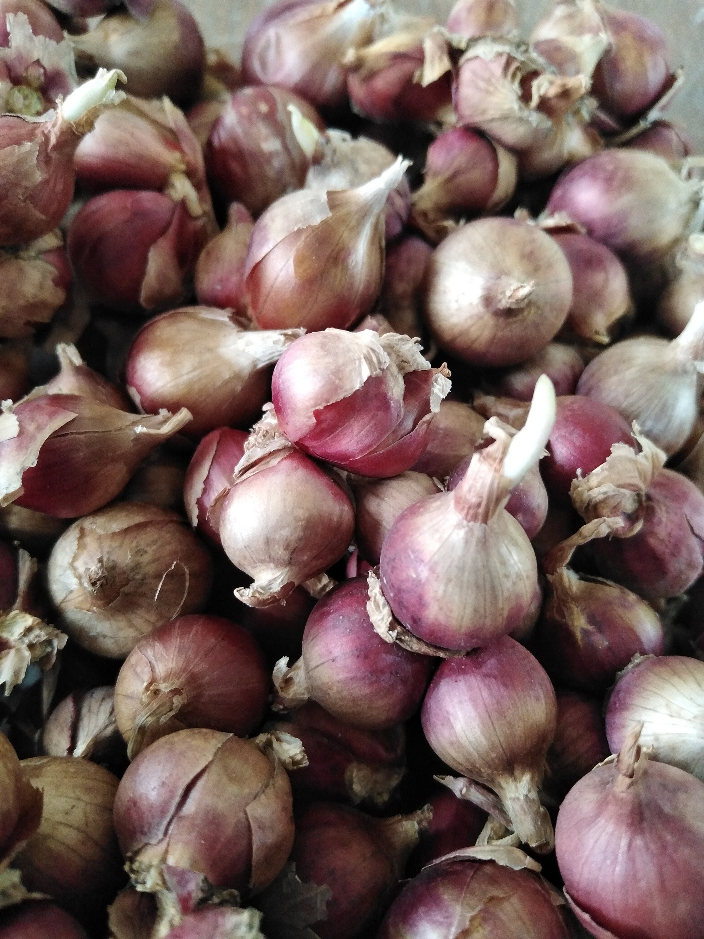 Egyptian Walking OnionsPerennial Onions 5 Fresh BIG Onion Etsy