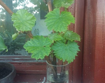 Grape Vine Black Magic dormant cuttings - Grapes Moldova -Unrooted plant