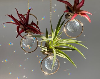 Mini Air Plant Crystal Sun Catcher • Altar Rainbow Maker • Housewarming Gift • Meditation Crystal Decor • Air Plant Holder • Easy Plant Gift