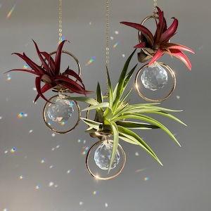 Mini Air Plant Crystal Sun Catcher, Mothers Day Gift, Rainbow Maker, Housewarming Gift, Crystal Decor, Air Plant Holder, Easy Plant Gift