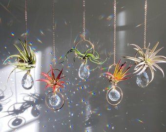 Mini Air Plant Crystal Sun Catcher • Altar Rainbow Maker • Personalized Housewarming Gift • Meditation Crystal Decor Custom Air Plant Holder