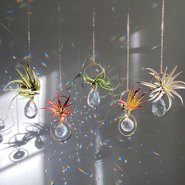 Air Plant Crystal Sun Catcher, Air Plant Holder, Live Air Plant Hanger, Rainbow Maker, Mother's Day Housewarming Gift, Crystal Decor