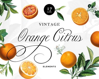 Orange Illustration Etsy Orange Illustration Etsy