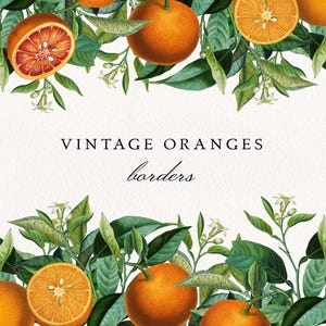 Op de afbeelding: Een digitale illustratie met twee horizontale randen van sinaasappels, groene bladeren en witte bloesems. De tekst VINTAGE ORANGES borders staat in het midden gecentreerd. De sinaasappels zijn afgebeeld als hele vruchten en als doorgesneden schijfjes.