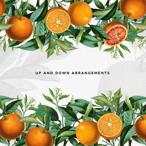 Orange Citrus Fruit Arrangements PNG Clipart, Vintage Botanical Bouquets, Orange Citrus Elements, Digital Greenery Wedding Invitations image 3