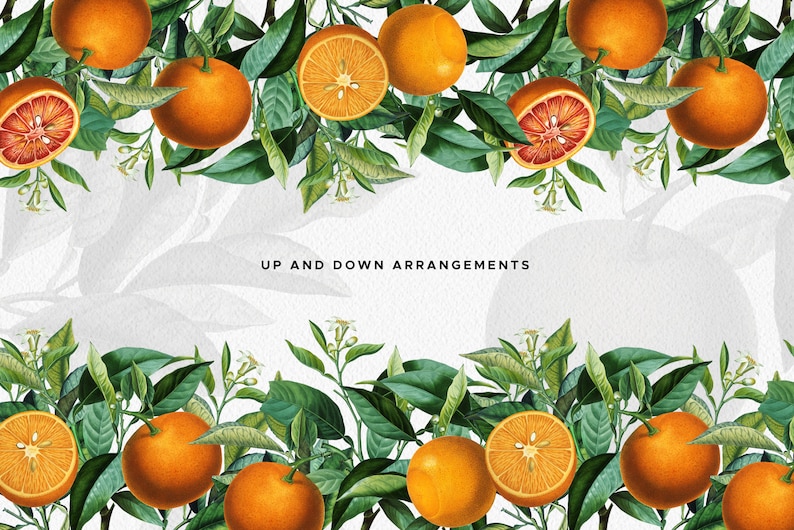 Orange Citrus Fruit Arrangements PNG Clipart, Vintage Botanical Bouquets, Orange Citrus Elements, Digital Greenery Wedding Invitations image 3