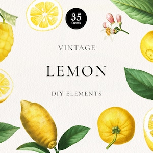 ClipArt botanica di agrumi di limone, frutti di limone vintage, foglie e fiori, addio al nubilato al limone, clipart di invito a nozze