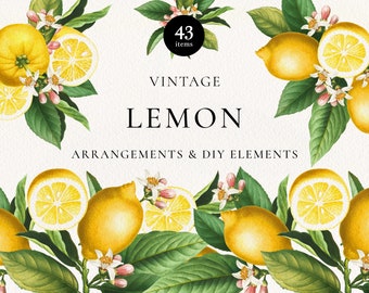 Lemon Citrus Clipart: Retro Botanical Fruit Graphics (Digital Download)