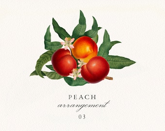 Peach Arrangement #03 PNG, Vintage Peach Fruit and Leaves Bouquet, Botanical Wedding Invitation Clip Art, Commercial License