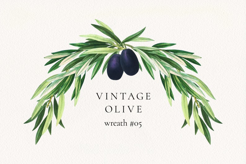 Olive Branches Garland 05 PNG, Olive Leaves and Fruits Wedding Invitation Clip Art, Commercial License image 1