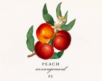 Peach Arrangement #01 PNG, Vintage Peach Branch with Fruits and Leaves, Botanical Wedding Invitation Clip Art, Commercial License
