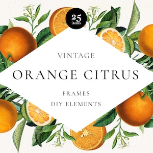 Antike Orange Zitrus Blumen Rahmen Clipart, Orange Obst Elemente Arrangement, Limonade Sommer Clip Art digitaler Download