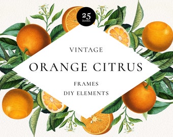 Antique Orange Citrus Floral Frames Clipart, Orange Fruit Elements Arrangement, Lemonade Summer Clip Art Digital Download