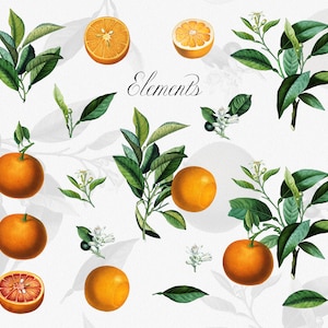 Orange Citrus Fruit Arrangements PNG Clipart, Vintage Botanical Bouquets, Orange Citrus Elements, Digital Greenery Wedding Invitations image 4