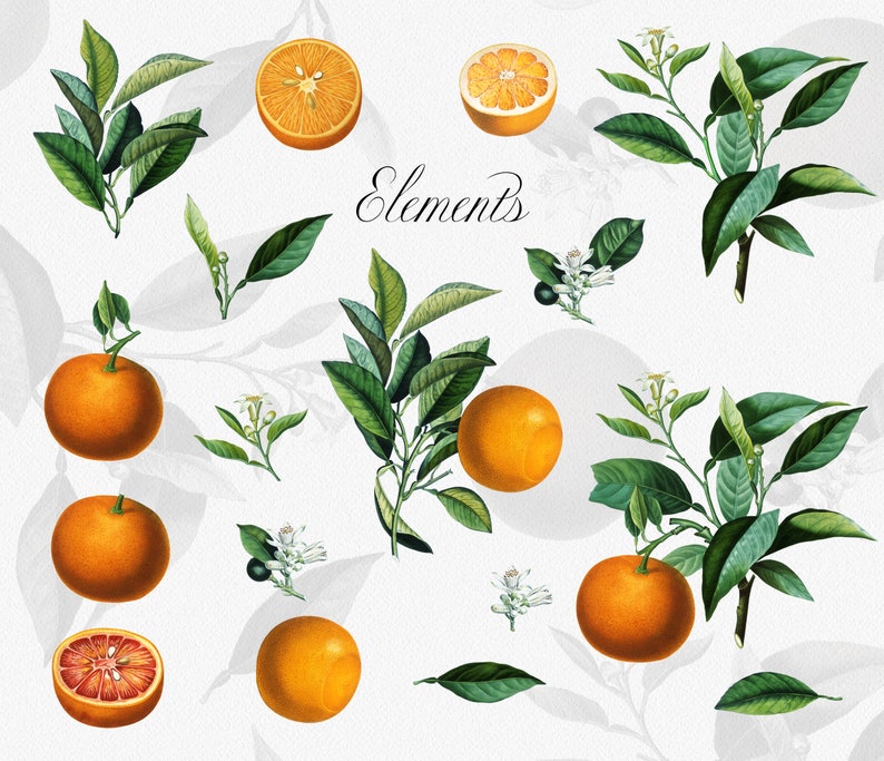 Antique Orange Citrus Clipart, Vintage Orange Illustration, Blossom, Fruit Clip Art, Citrus Fruit Graphic image 2