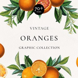Può includere: Una collezione grafica digitale con illustrazioni botaniche di arance, foglie verdi e fiori bianchi disposti in una cornice. Il testo recita VINTAGE ORANGES GRAPHIC COLLECTION e 70+ items in un badge circolare nero su sfondo testurizzato.