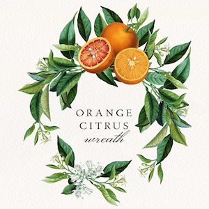 Orange Citrus Wreath #01 PNG, Antique Citrus Wreath Clip Art, Vintage Wedding Invitation, Digital Download, Commercial License