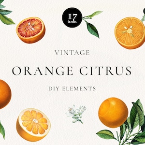 Antique Orange Citrus Clipart, Vintage Orange Illustration, Blossom, Fruit Clip Art, Citrus Fruit Graphic image 1