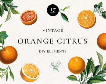 Antique Orange Citrus Clipart, Vintage Orange Illustration, Blossom, Fruit Clip Art, Citrus Fruit Graphic