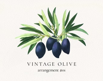 Olive Arrangement #01, Olive Tree Branch with Fruits PNG, Vintage Watercolor Greenery Clip Art, Commercial License