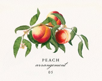 Peach Arrangement #05 PNG, Vintage Peach Fruit and Leaves Bouquet, Botanical Wedding Invitation Clip Art, Commercial License