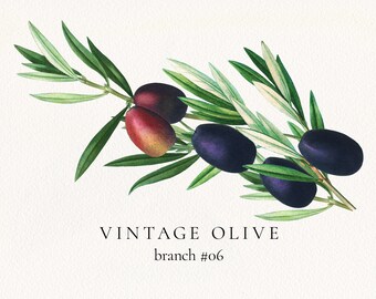 Olive Arrangement #06, Olive Tree Branch with Fruits PNG, Vintage Botanical Greenery Clip Art, Commercial License