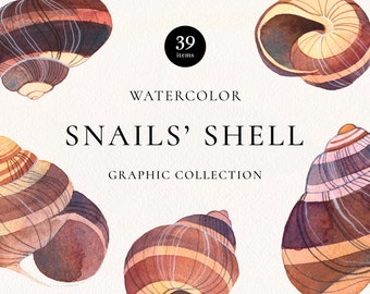 Murex Snails Etsy 日本