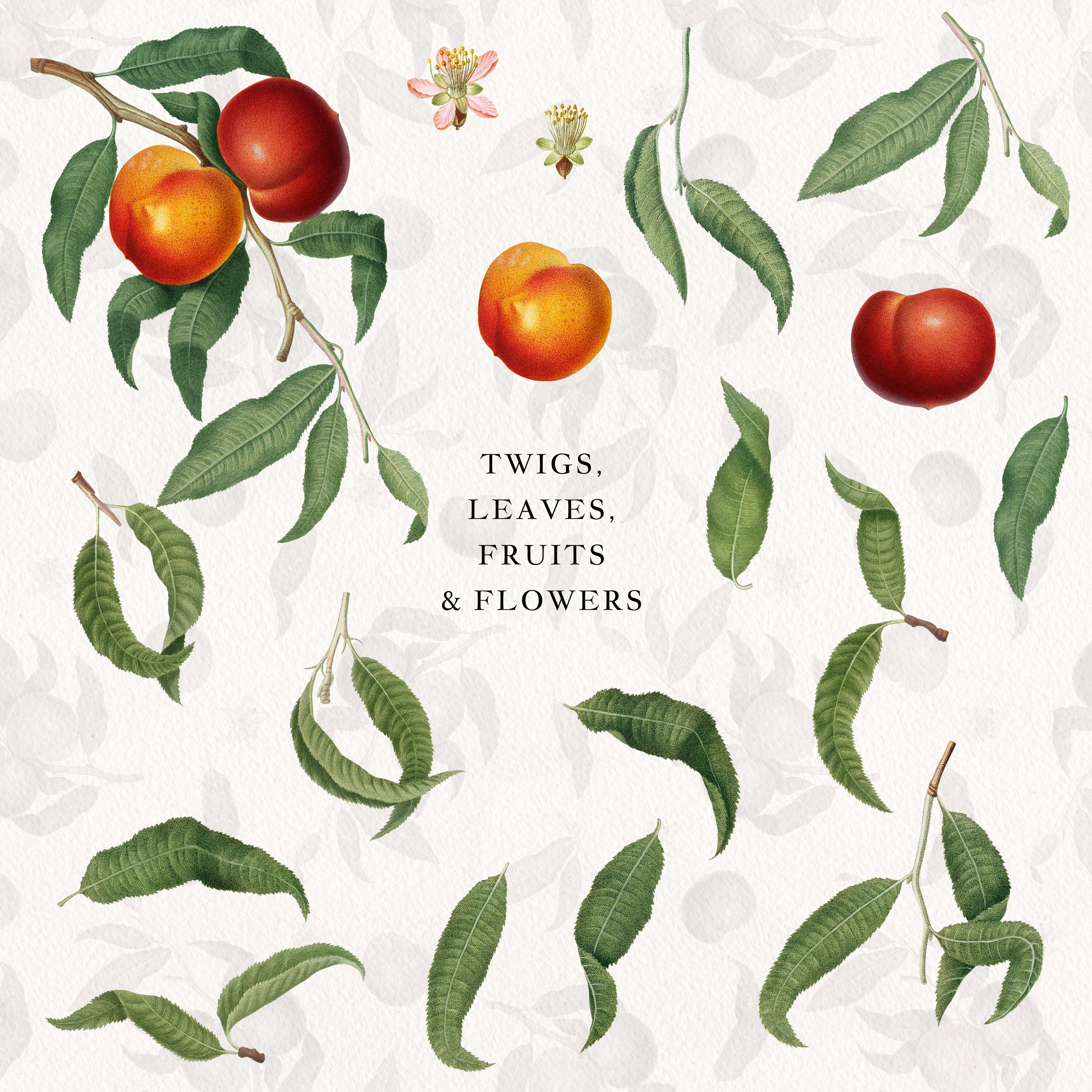 Vintage Peach Botanical Clip Art: Peach Fruit Leaves - Etsy