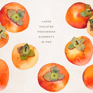 Persimmon Watercolor Clipart, Fruit Watercolor Painting, Handmade Botanical Clip Art, Persimmon Seamless Pattern, Fruit Arrangement image 2