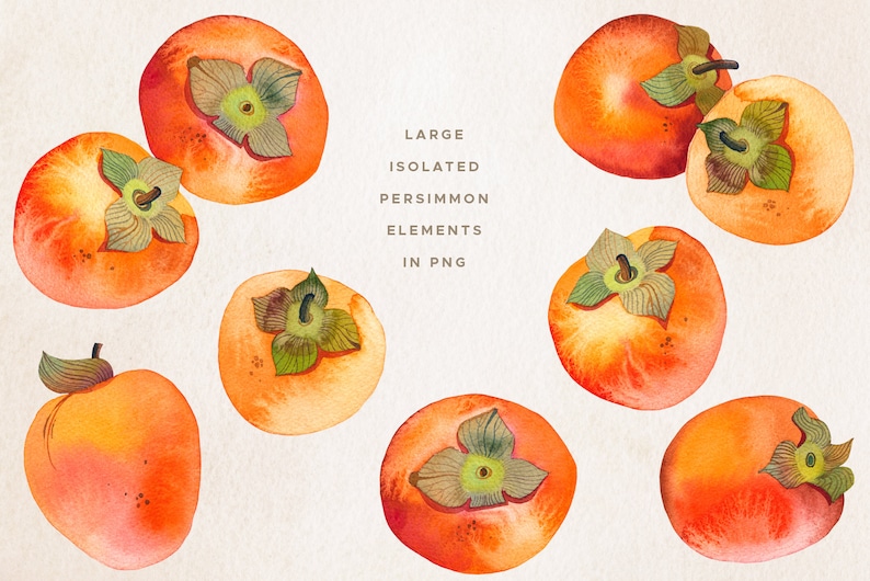 Persimmon Watercolor Clipart, Fruit Watercolor Painting, Handmade Botanical Clip Art, Persimmon Seamless Pattern, Fruit Arrangement image 2