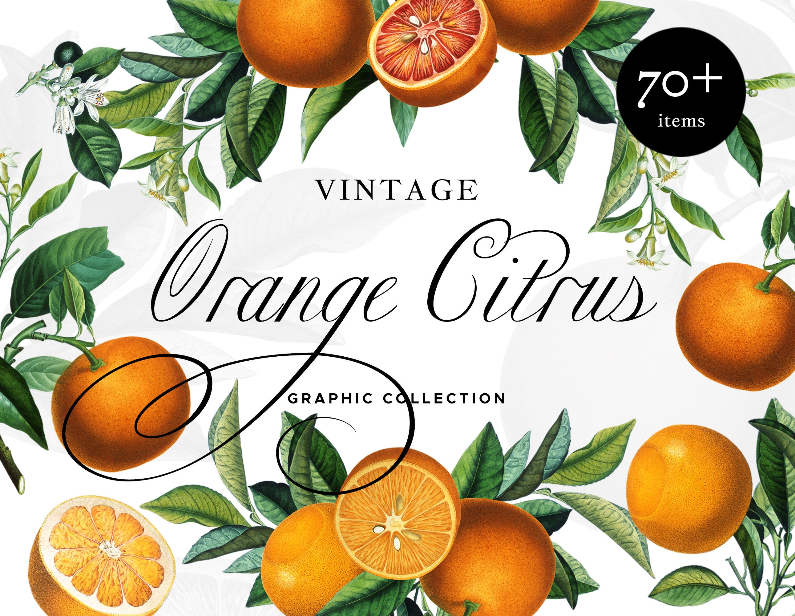 Antique Orange Citrus Botanical Clipart Orange Fruit Seamless Etsy