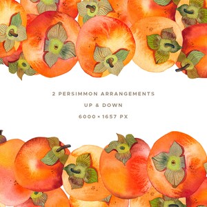 Persimmon Watercolor Clipart, Fruit Watercolor Painting, Handmade Botanical Clip Art, Persimmon Seamless Pattern, Fruit Arrangement image 5