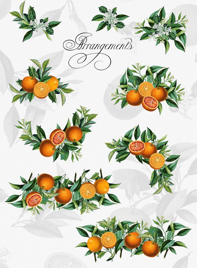 Orange Citrus Fruit Arrangements PNG Clipart, Vintage Botanical Bouquets, Orange Citrus Elements, Digital Greenery Wedding Invitations image 2