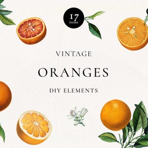 Puede incluir: Una colección de ilustraciones botánicas con naranjas, rodajas de naranja, hojas verdes y flores blancas. El texto dice 17 ITEMS VINTAGE ORANGES DIY ELEMENTS. Estos gráficos detallados muestran varias frutas cítricas en tonos naranjas.