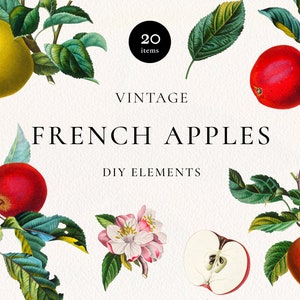 Französische Apfel Früchte Clipart, Vintage Äpfel, Blüte, Blätter Elemente, Sommer Apfel Früchte Digital Botanische Clip Art