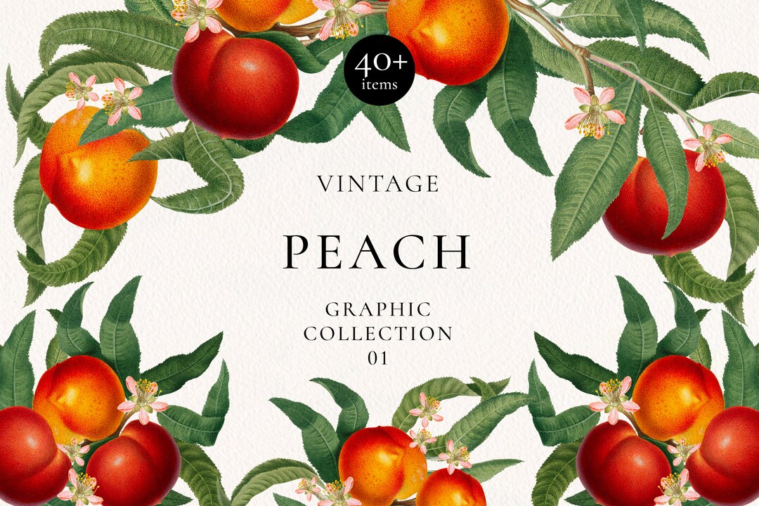 Vintage Peach Botanical Clip Art: Peach Fruit, Leaves, Arrangements ...