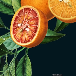 Antique Orange Citrus Clipart, Vintage Orange Illustration, Blossom, Fruit Clip Art, Citrus Fruit Graphic image 8