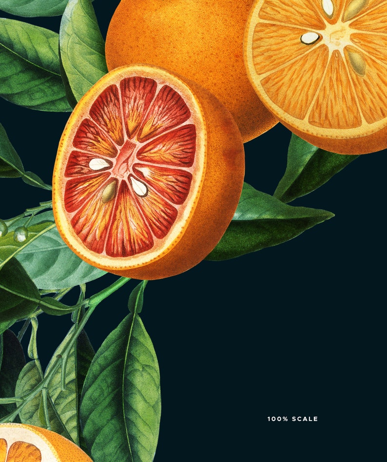 Antique Orange Citrus Clipart, Vintage Orange Illustration, Blossom, Fruit Clip Art, Citrus Fruit Graphic image 8