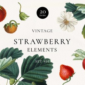 Antique Strawberry Elements Clipart #01, vintage Strawberry Fruits, Blossom, Greenery Clip Art, Antique Fruit Graphic