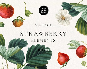 Antique Strawberry Elements Clipart #01, Vintage Strawberry Fruits, Blossom, Greenery Clip Art, Antique Fruit Graphic